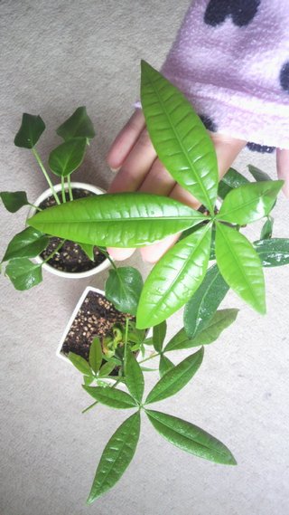 セリア、100均の観葉植物育ててる方☆