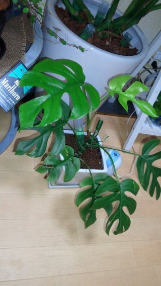 セリア、100均の観葉植物育ててる方☆