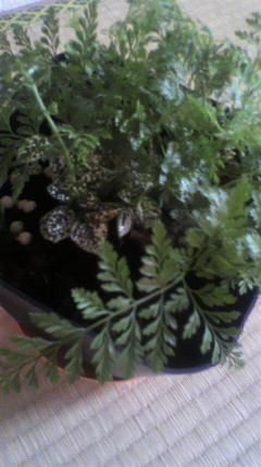 セリア、100均の観葉植物育ててる方☆