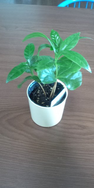 セリア、100均の観葉植物育ててる方☆