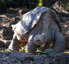 ゾウガメ「ロンサム・ジョージ」死ぬガラパゴス
