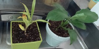 セリア、100均の観葉植物育ててる方☆