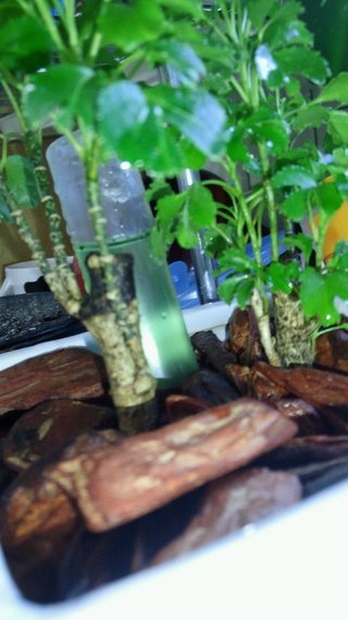 セリア、100均の観葉植物育ててる方☆