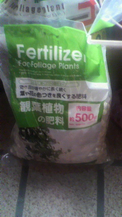 セリア、100均の観葉植物育ててる方☆