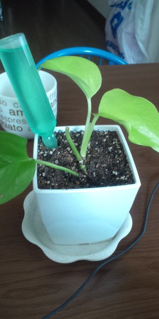 セリア、100均の観葉植物育ててる方☆