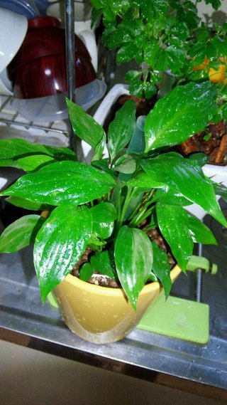 セリア、100均の観葉植物育ててる方☆