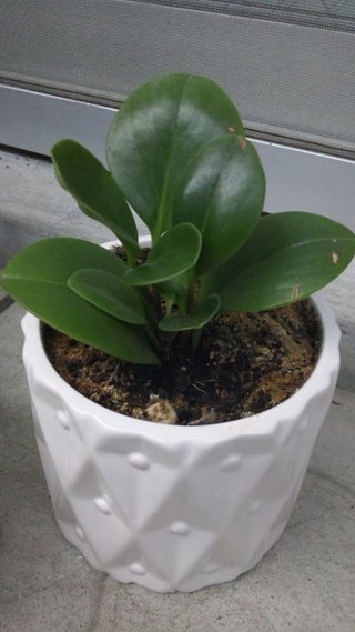 セリア、100均の観葉植物育ててる方☆