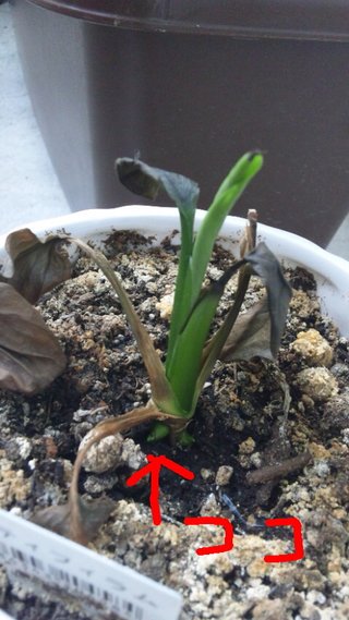 セリア、100均の観葉植物育ててる方☆