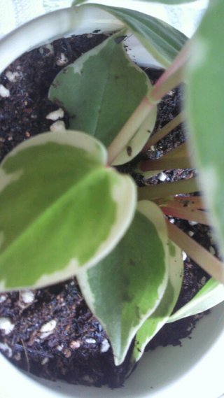 セリア、100均の観葉植物育ててる方☆