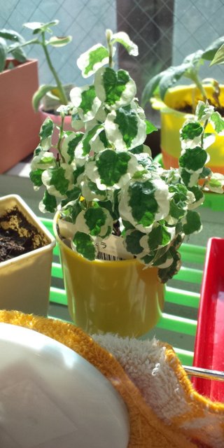 セリア、100均の観葉植物育ててる方☆