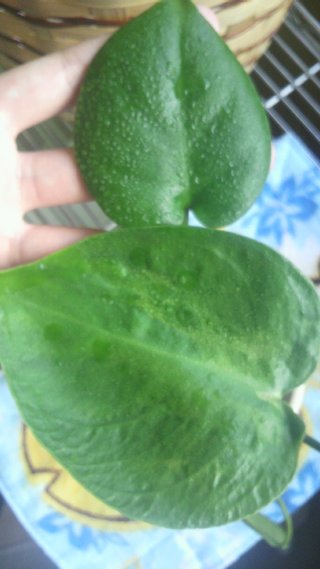 セリア、100均の観葉植物育ててる方☆