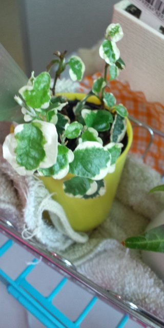 セリア、100均の観葉植物育ててる方☆