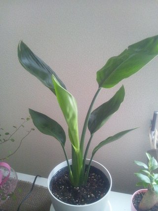 セリア、100均の観葉植物育ててる方☆