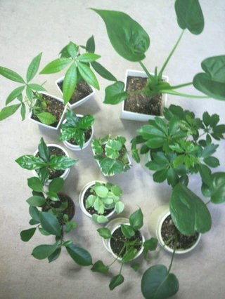 セリア、100均の観葉植物育ててる方☆