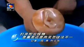 中国―大人の玩具をキノコと報道