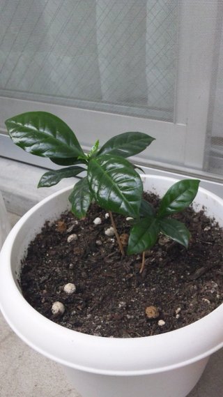 セリア、100均の観葉植物育ててる方☆