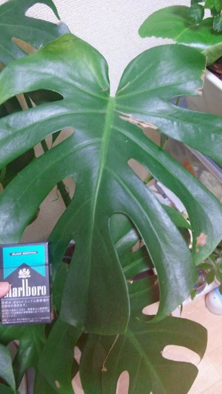 セリア、100均の観葉植物育ててる方☆