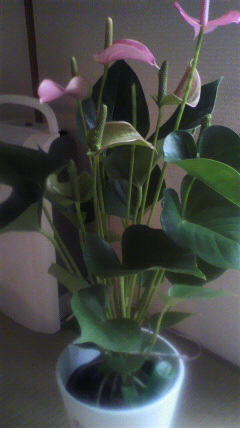 セリア、100均の観葉植物育ててる方☆