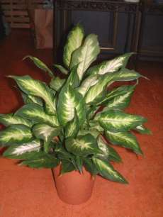 セリア、100均の観葉植物育ててる方☆