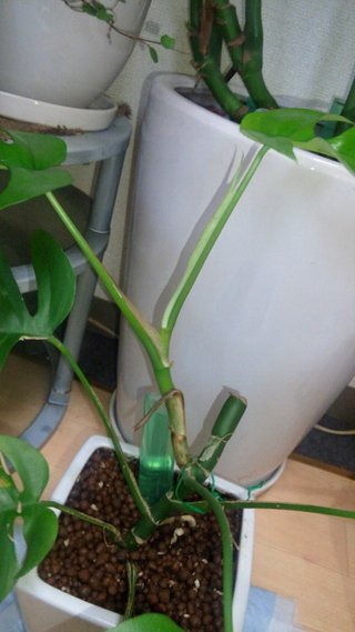 セリア、100均の観葉植物育ててる方☆