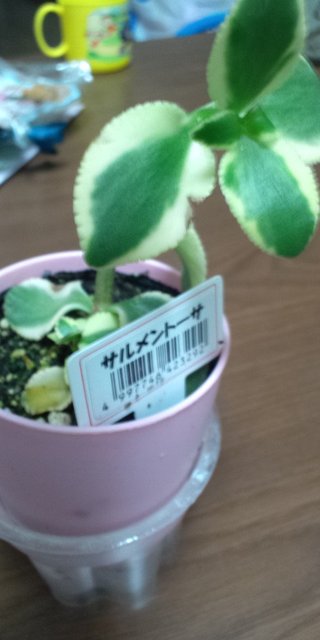 セリア、100均の観葉植物育ててる方☆