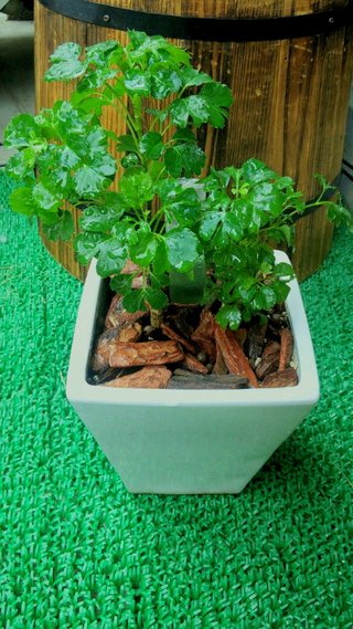 セリア、100均の観葉植物育ててる方☆