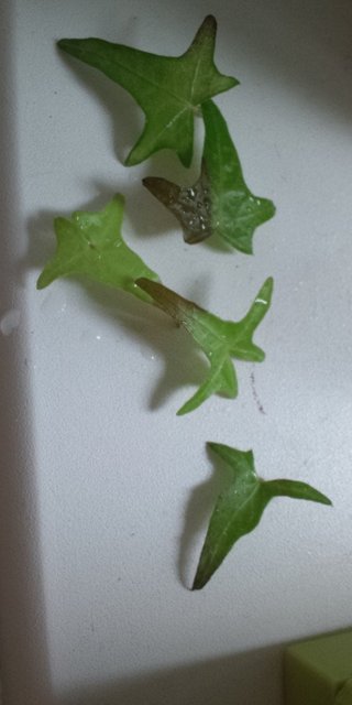 セリア、100均の観葉植物育ててる方☆