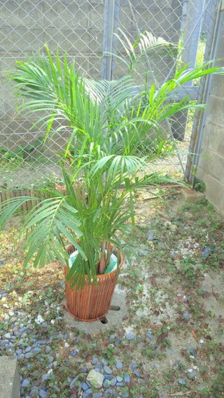 セリア、100均の観葉植物育ててる方☆