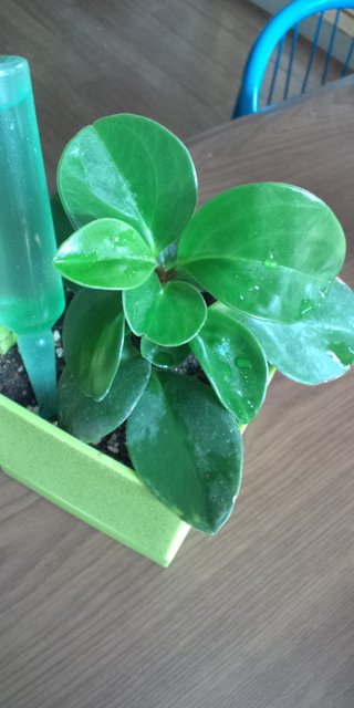 セリア、100均の観葉植物育ててる方☆