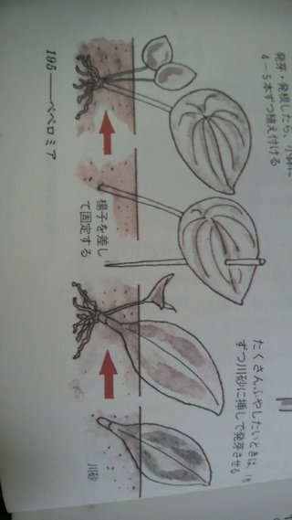 セリア、100均の観葉植物育ててる方☆