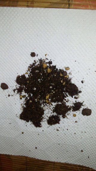 セリア、100均の観葉植物育ててる方☆