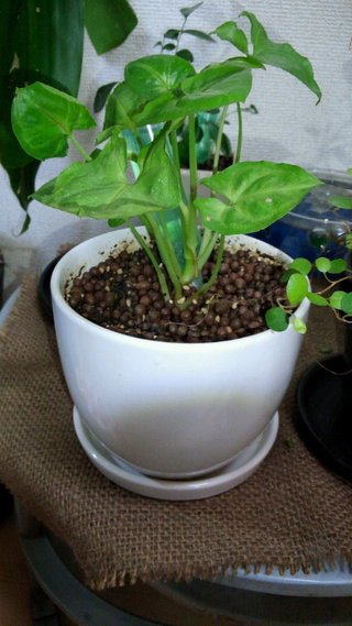 セリア、100均の観葉植物育ててる方☆