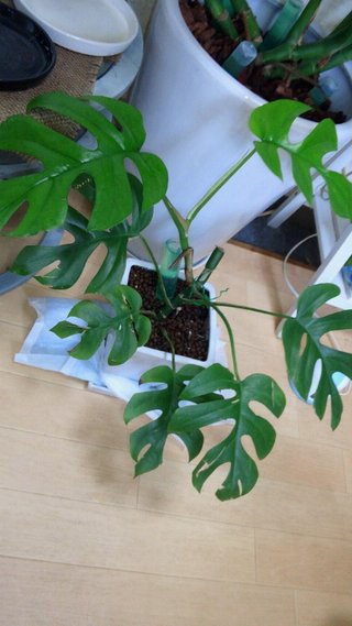 セリア、100均の観葉植物育ててる方☆