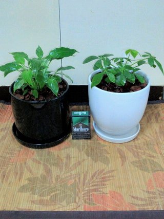 セリア、100均の観葉植物育ててる方☆