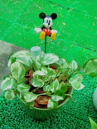 セリア、100均の観葉植物育ててる方☆