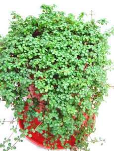 セリア、100均の観葉植物育ててる方☆