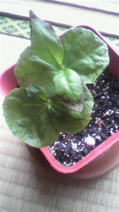 セリア、100均の観葉植物育ててる方☆