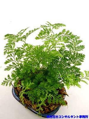 セリア、100均の観葉植物育ててる方☆