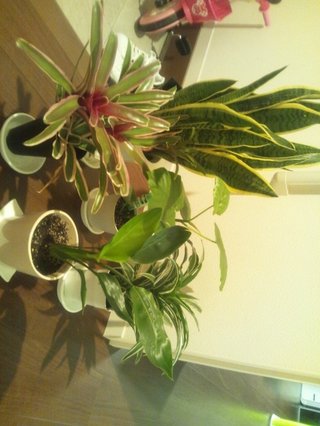 セリア、100均の観葉植物育ててる方☆