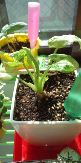 セリア、100均の観葉植物育ててる方☆