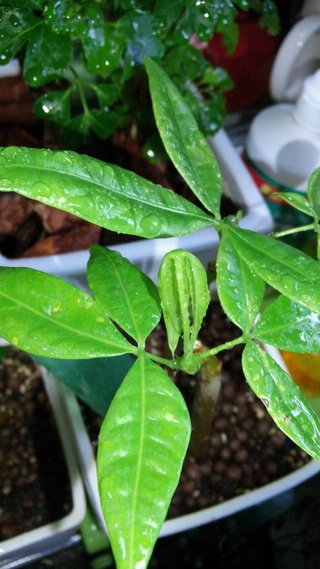 セリア、100均の観葉植物育ててる方☆