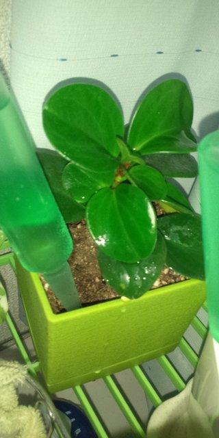 セリア、100均の観葉植物育ててる方☆