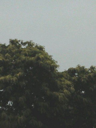 ご近所さんに言えない苦情を書き込むトピ