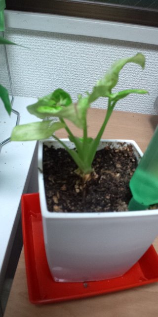 セリア、100均の観葉植物育ててる方☆