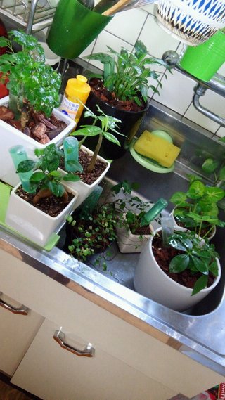 セリア、100均の観葉植物育ててる方☆