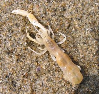 [写あり]この生き物なんですか？[ｸﾞﾛかも]