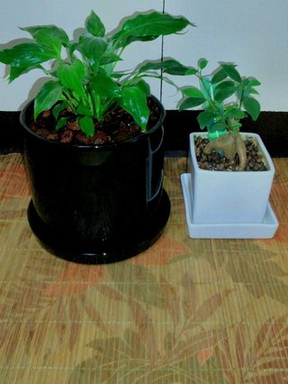 セリア、100均の観葉植物育ててる方☆