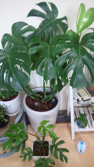 セリア、100均の観葉植物育ててる方☆