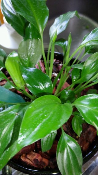 セリア、100均の観葉植物育ててる方☆