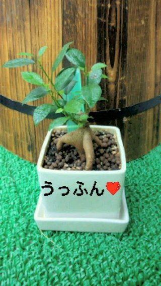 セリア、100均の観葉植物育ててる方☆